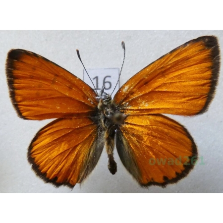 Lycaena virgaureae (Linnaeus, 1758) male Czerwończyk dukacik Czech16